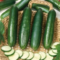 Long Green Improved Cucumber Seeds - Heirloom Slicing and Pickling Variety