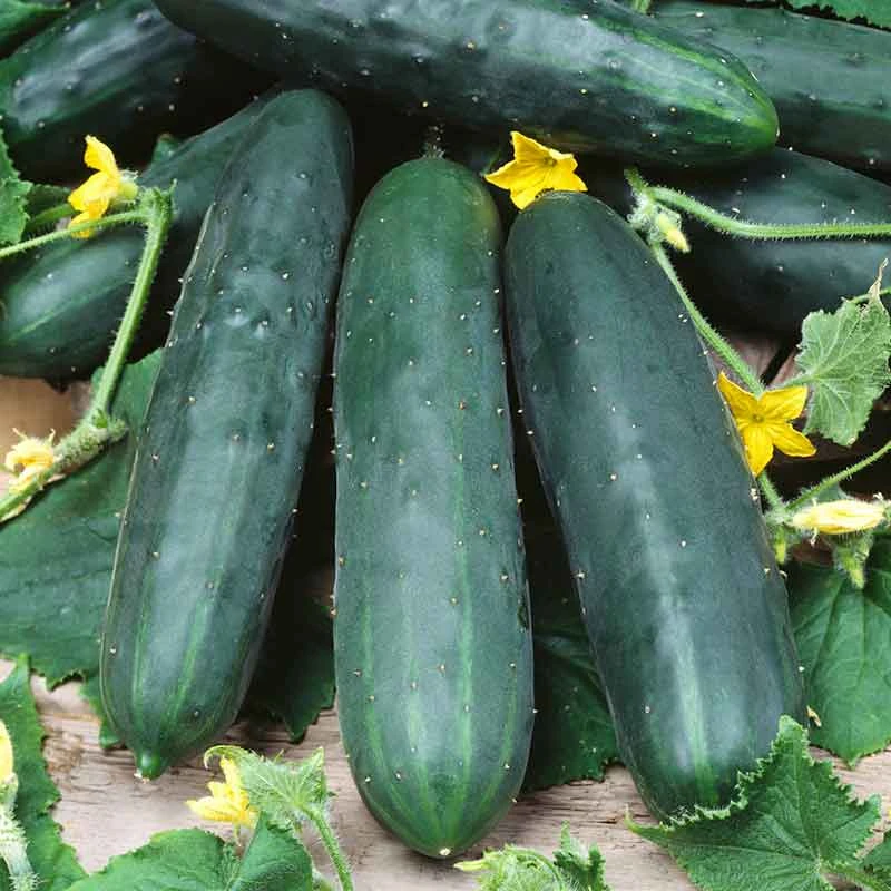 Cucumber Seeds - Marketmore 76 1 Cucumber Seeds - Marketmore 76