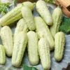 Miniature White Pickle Cucumber Seeds - Heirloom Seeds for Small Gardens