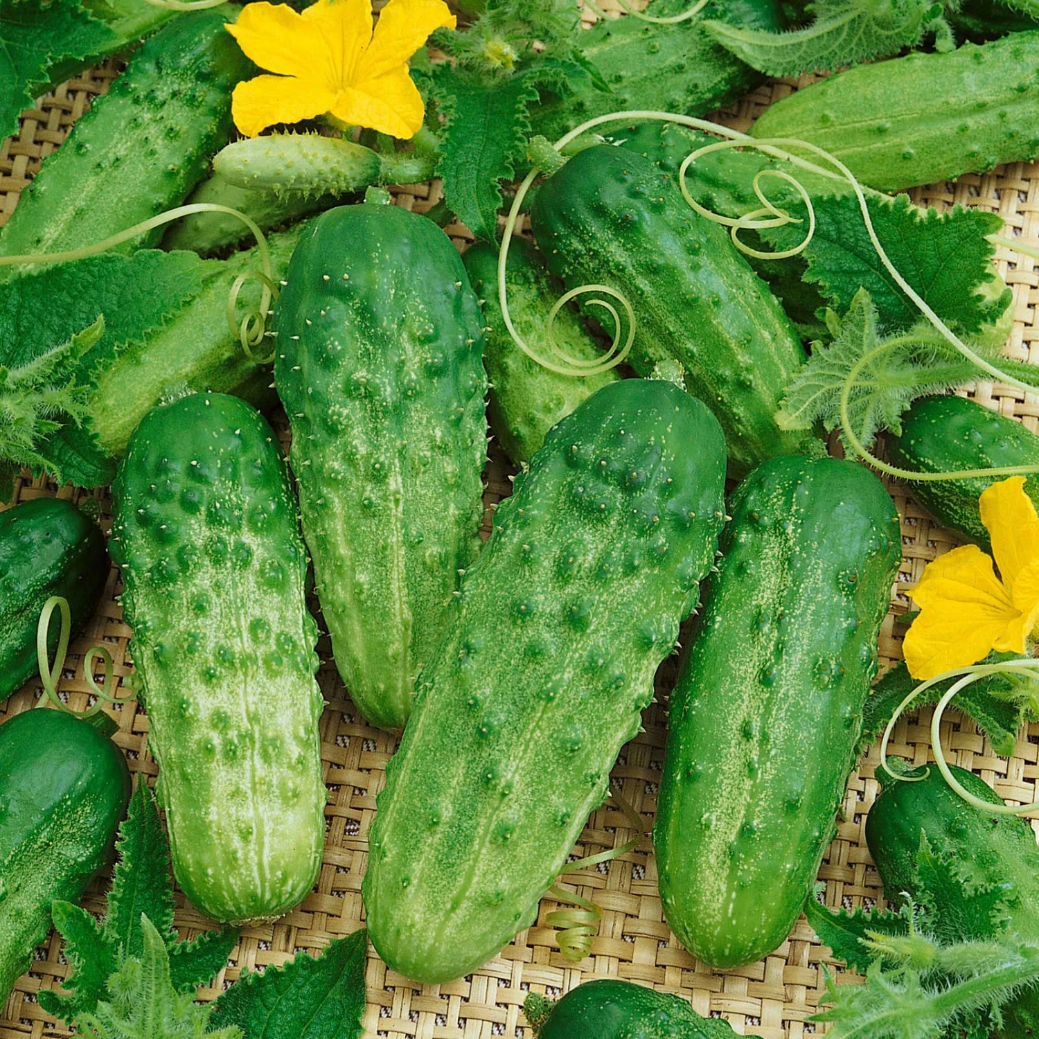 Cucumber Seeds - Pick A Bushel F1 1 Cucumber Seeds - Pick A Bushel F1