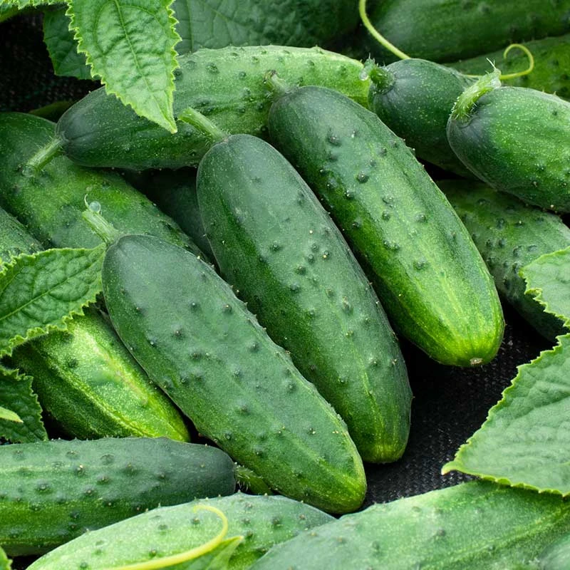 Spacemaster Cucumber Seeds - High-Yield Compact Bush Variety 1 Spacemaster Cucumber Seeds - High-Yield Compact Bush Variety