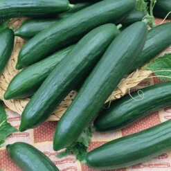 Cucumber Seeds - Tendergreen Burpless