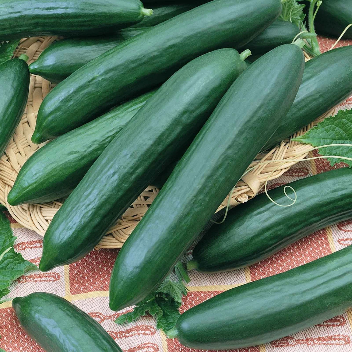 Cucumber Seeds - Tendergreen Burpless 1 Cucumber Seeds - Tendergreen Burpless