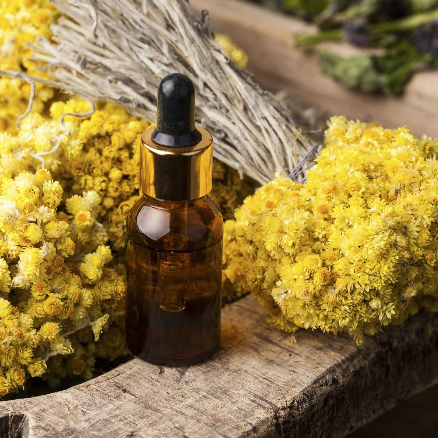 Curry Plant/Immortelle Seeds 1 Curry Plant/Immortelle Seeds