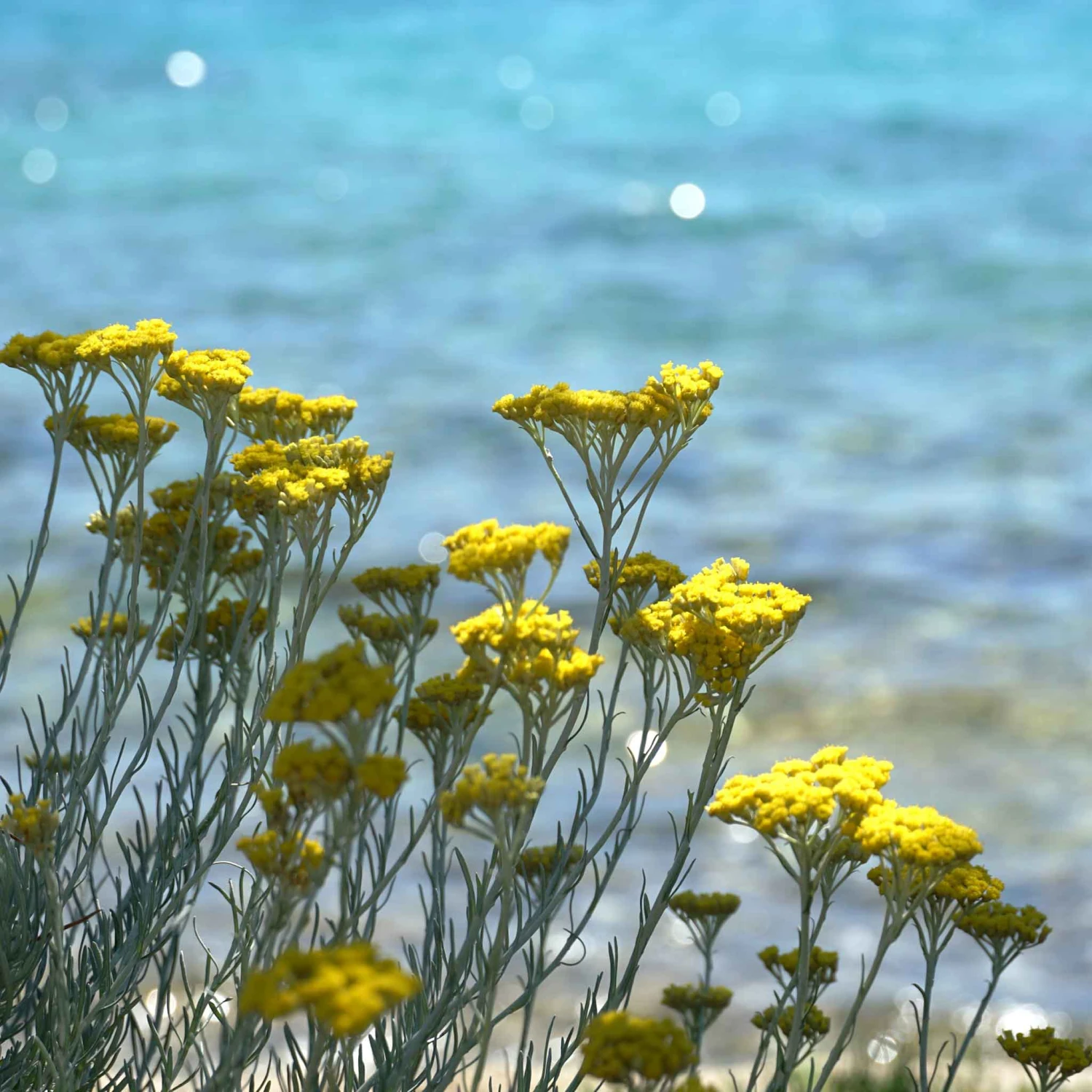 Curry Plant/Immortelle Seeds 2 Curry Plant/Immortelle Seeds - Image 2