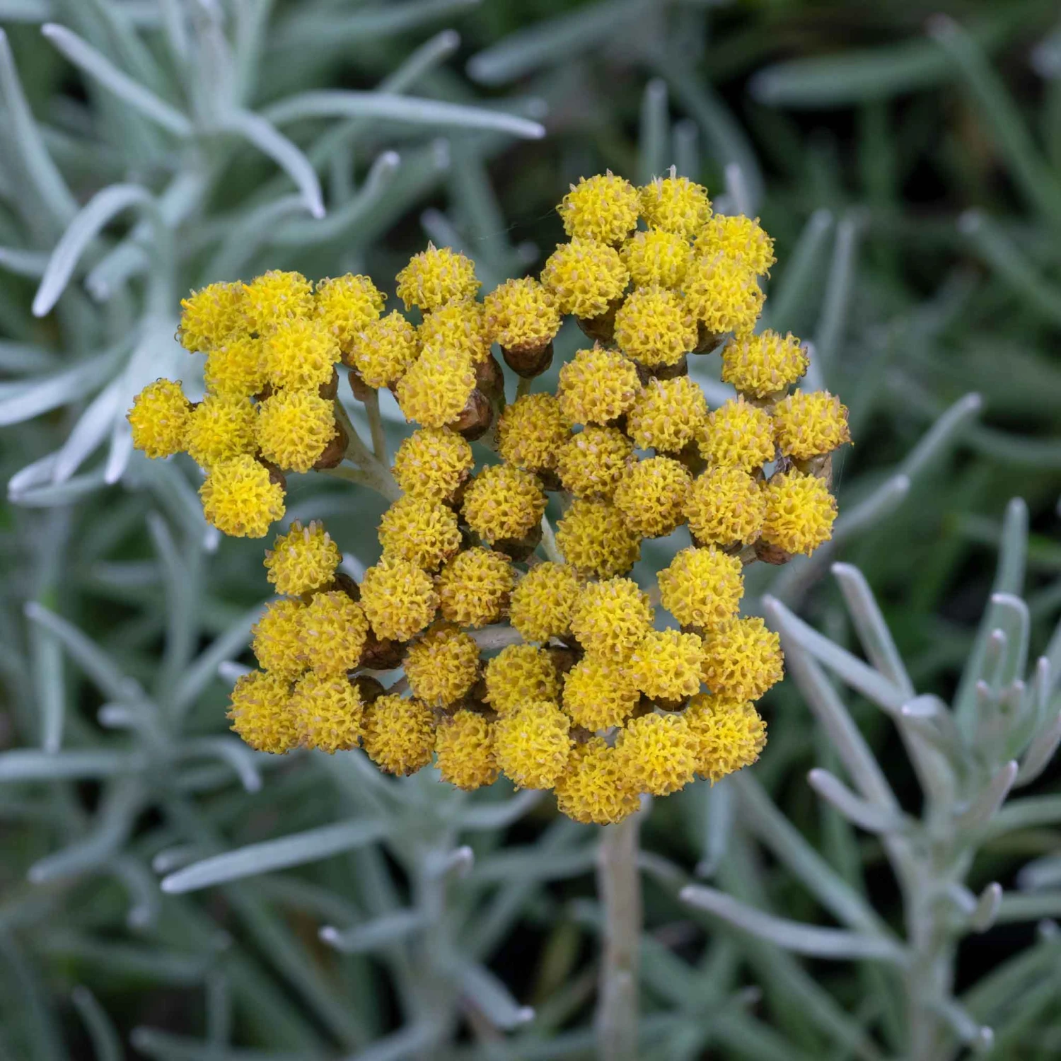 Curry Plant/Immortelle Seeds 3 Curry Plant/Immortelle Seeds - Image 3