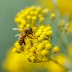 Curry Plant/Immortelle Seeds 7 Curry Plant/Immortelle Seeds -Eden Brothers Shop curry plant immortelle shk 4