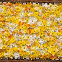 Daffodil Bulbs - All Star Mix