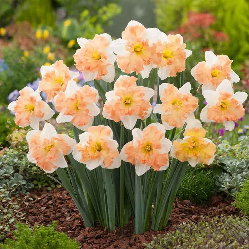 Apple Pie Split-Crown Daffodil Bulbs - Unique Perennial Spring Flowers 3 Apple Pie Split-Crown Daffodil Bulbs - Unique Perennial Spring Flowers - Image 3