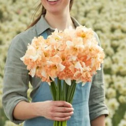 Apple Pie Split-Crown Daffodil Bulbs - Unique Perennial Spring Flowers
