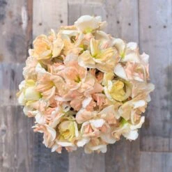 Daffodil Bulbs (Butterfly) - Apricot Whirl -Eden Brothers Shop daffodil apricot whirl rit 3