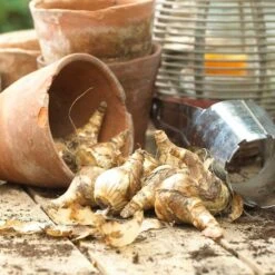 Daffodil Bulbs (Split Cup Corona) - Sunny Girlfriend 9 Daffodil Bulbs (Split Cup Corona) - Sunny Girlfriend -Eden Brothers Shop daffodil bulbs vis 1 3