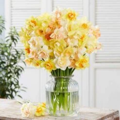 Daffodil Bulbs - Citrus Sorbet Mix