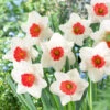 Decoy Red and White Large Cupped Daffodil Bulbs for Spring Gardens