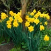 Daffodil Bulbs (Trumpet) - Dutch Master