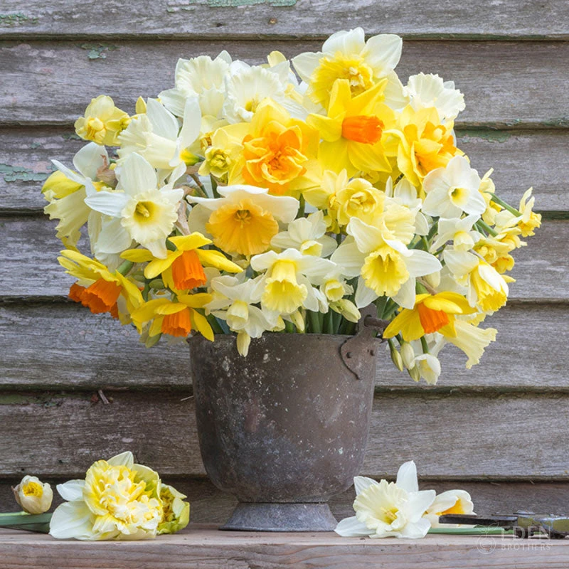 Mixed Daffodil Bulbs - Farmhouse Spring Floral Collection 1 Mixed Daffodil Bulbs - Farmhouse Spring Floral Collection