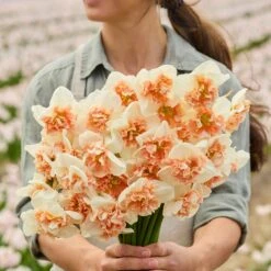 Split-Cup Daffodil Bulbs - Fire Drill Variety