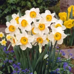 Flower Record Daffodil Bulbs - Large Cupped Mid-Spring Bloom