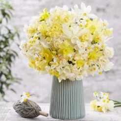 Fragrant Mixed Daffodil Bulbs for Colorful Spring Gardens
