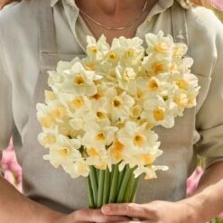 Kapiti Peach Daffodil Bulbs: Rare White and Golden-Pink Spring Blooms