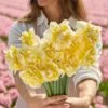 Double Daffodil Bulbs - Lingerie Variety for Spring Gardens