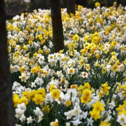 Daffodil Bulbs Naturalizing Mix - Easy-Care Perennial Flower Bulbs