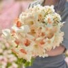 Pastel Charm Mixed Daffodil Bulbs - Fragrant Pink & Salmon Blooms