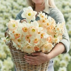 Pastel Charm Mixed Daffodil Bulbs - Fragrant Pink & Salmon Blooms -Eden Brothers Shop daffodil pastel charm mix rit 3