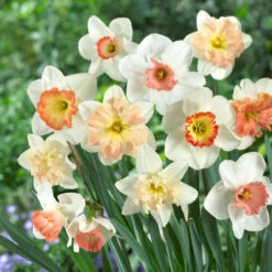 Daffodil Bulbs - Pretty In Pink Mix
