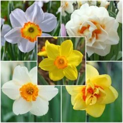 Red Cup Daffodil Bulbs Mix for Vibrant Spring Gardens