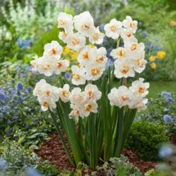 Daffodil Bulbs (Double) - Sir Winston Churchill