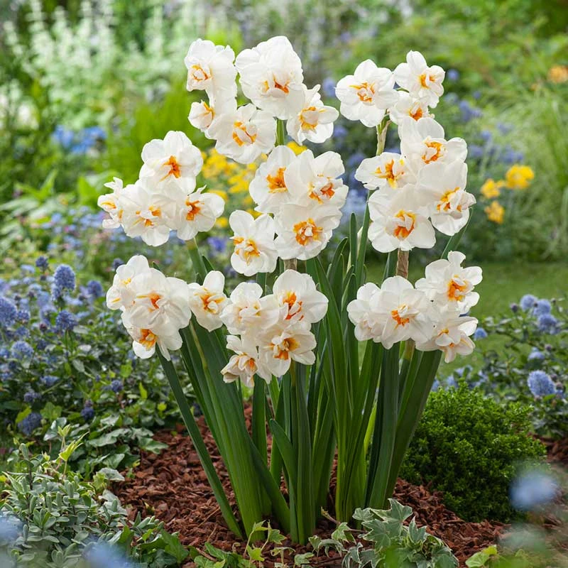 Daffodil Bulbs (Double) - Sir Winston Churchill 1 Daffodil Bulbs (Double) - Sir Winston Churchill