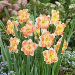 Daffodil Bulbs (Split Cup Corona) - Sunny Girlfriend
