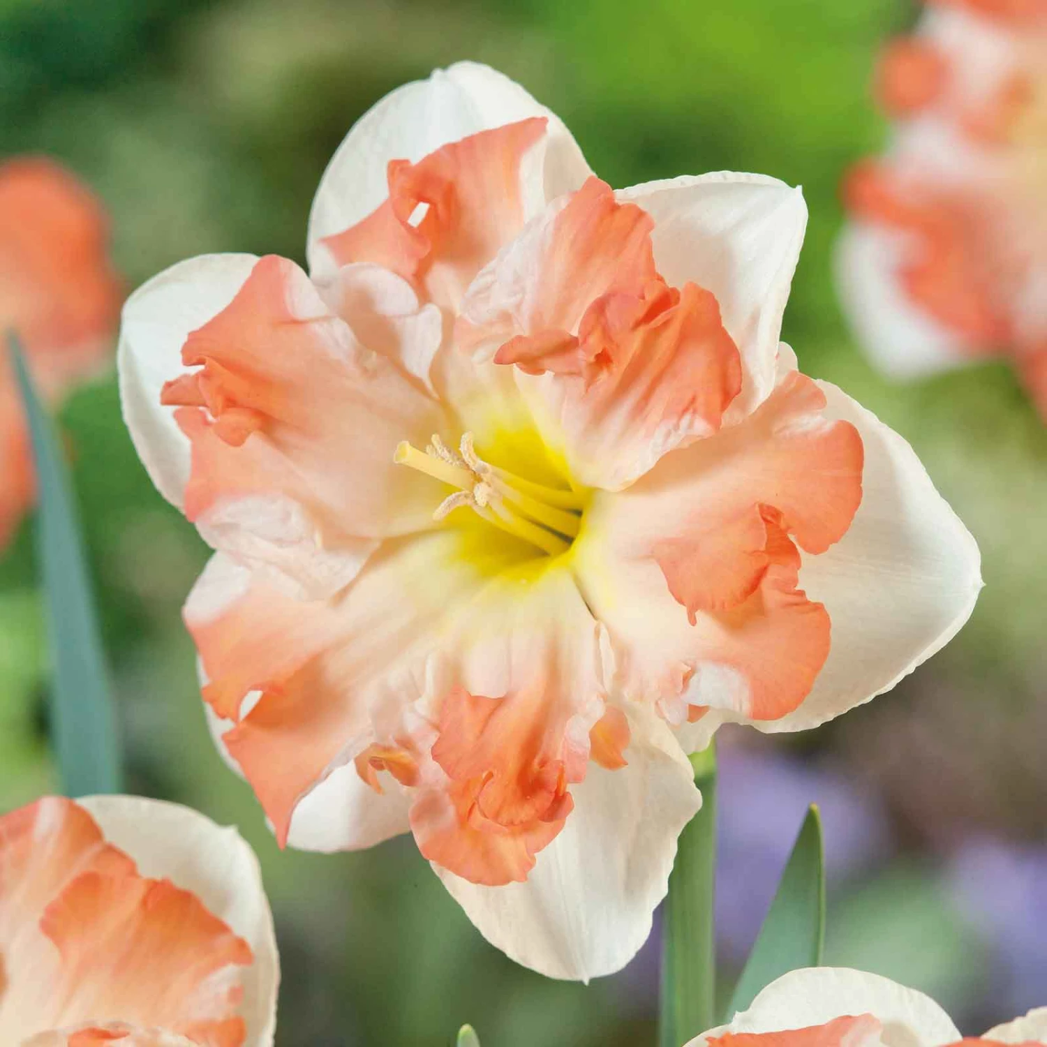 Daffodil Bulbs (Split Cup Corona) - Sunny Girlfriend 2 Daffodil Bulbs (Split Cup Corona) - Sunny Girlfriend - Image 2