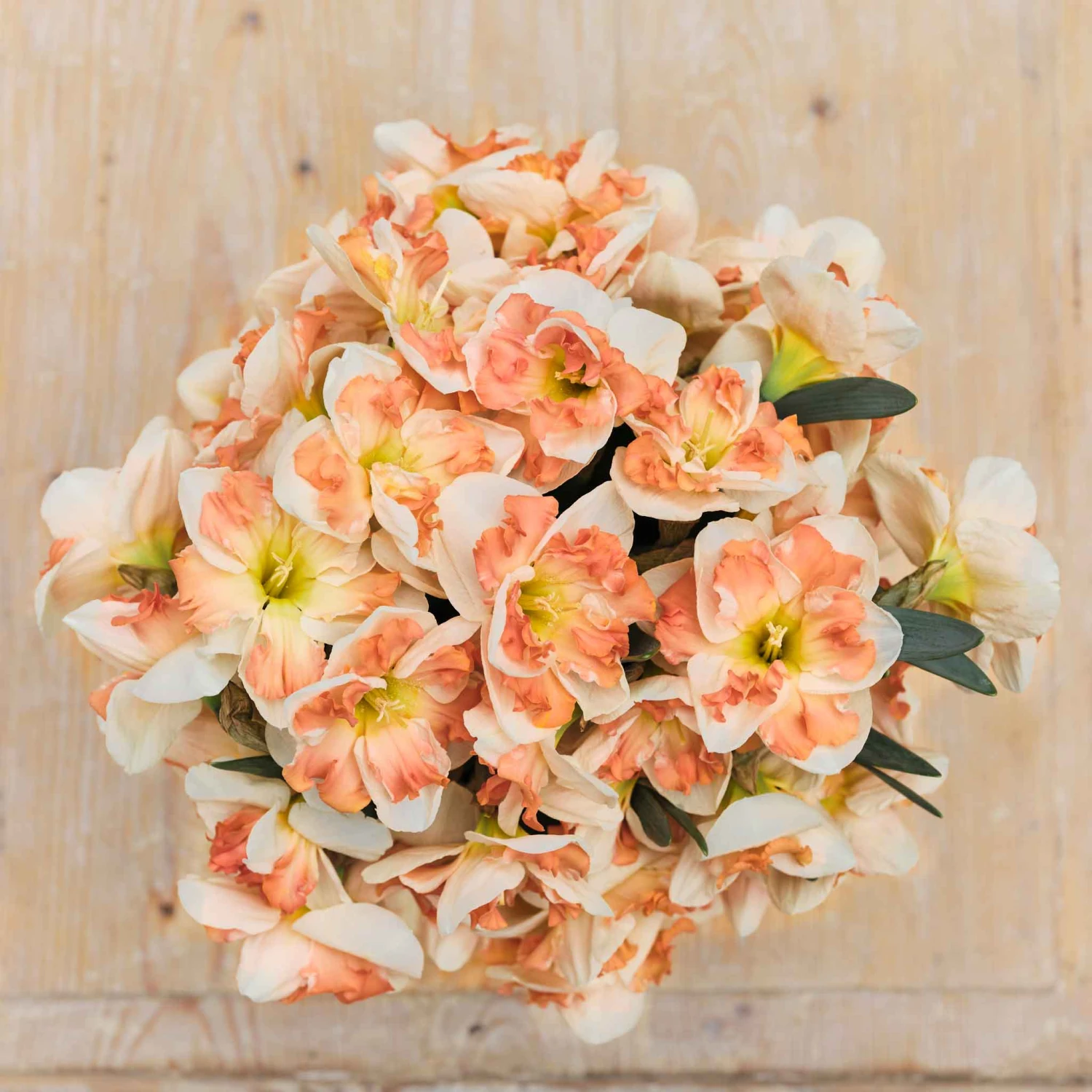 Daffodil Bulbs (Split Cup Corona) - Sunny Girlfriend 3 Daffodil Bulbs (Split Cup Corona) - Sunny Girlfriend - Image 3