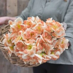 Daffodil Bulbs (Split Cup Corona) - Sunny Girlfriend 8 Daffodil Bulbs (Split Cup Corona) - Sunny Girlfriend -Eden Brothers Shop daffodil sunny girlfriend rit 4