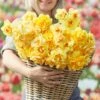Double Daffodil Bulbs Tahiti Sunrise Mix - Large Fragrant Yellow Blooms