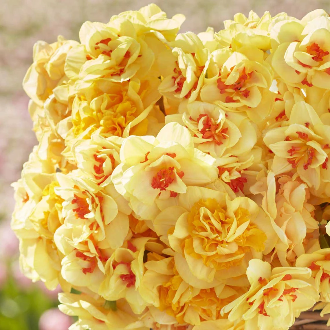 Double Daffodil Bulbs Tahiti Sunrise Mix - Large Fragrant Yellow Blooms 2 Double Daffodil Bulbs Tahiti Sunrise Mix - Large Fragrant Yellow Blooms - Image 2