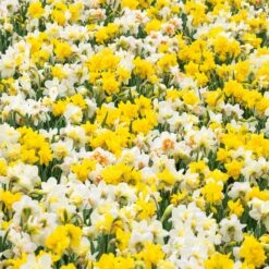 60 Days Of Daffodils - Long Lasting Mix