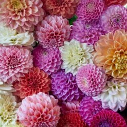 90 Days of Dahlias: Long-Lasting Summer Flower Mix