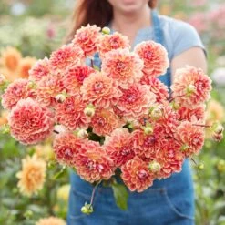 All That Jazz Decorative Dahlia Tubers - Multi-Color Ombre Perennial Blooms