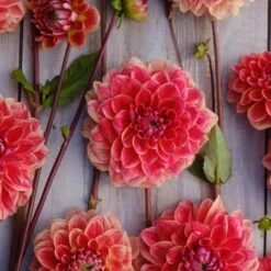 All That Jazz Decorative Dahlia Tubers - Multi-Color Ombre Perennial Blooms -Eden Brothers Shop dahlia all that jazz rit 3