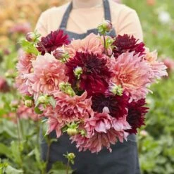 Dahlia Tubers - Antique Blush Mix