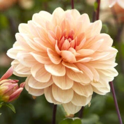 Dahlia Tubers (Waterlily) - Apricot Desire