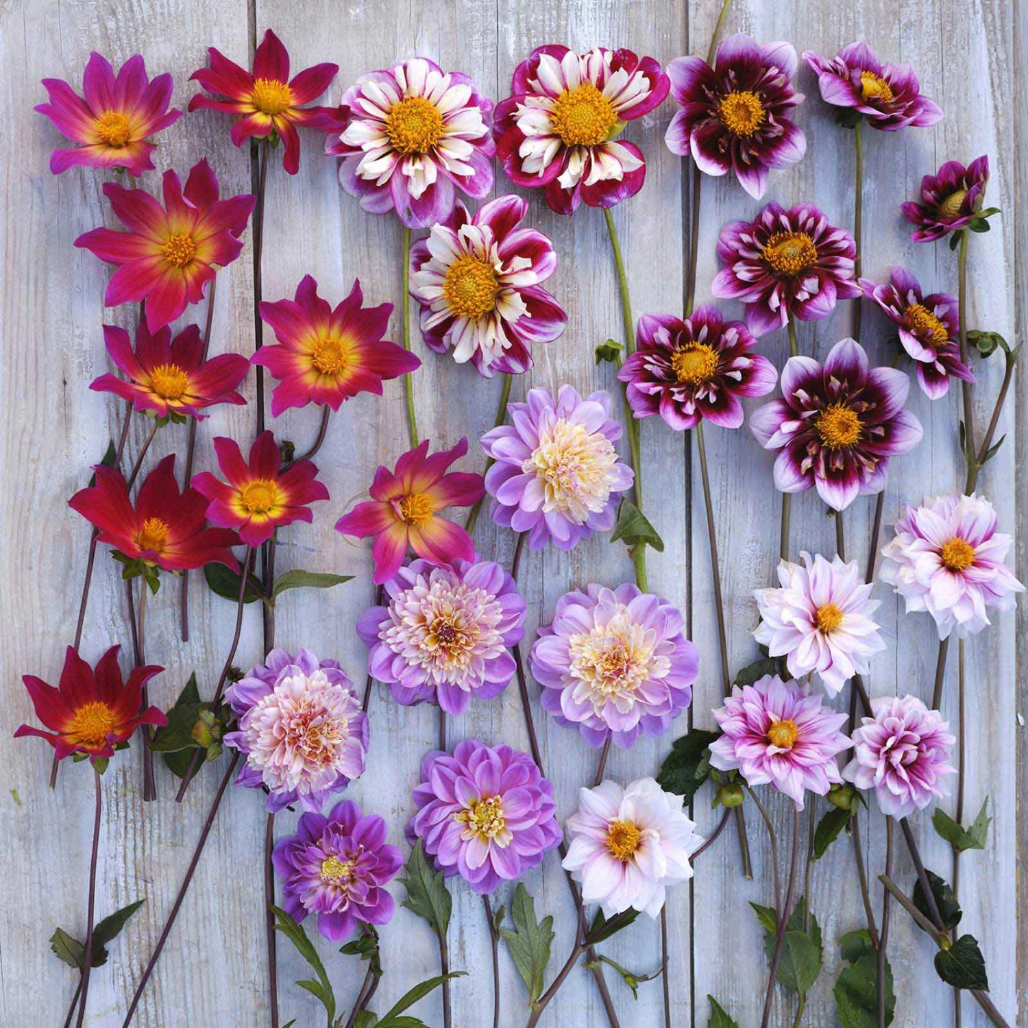 Bee Friendly Dahlia Tubers - Premium Pink & Purple Pollinator Mix 2 Bee Friendly Dahlia Tubers - Premium Pink & Purple Pollinator Mix - Image 2