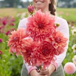 Belle Of Barmera Dinnerplate Dahlia Tubers - Giant Tropical Blooms