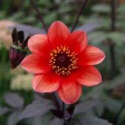 Bishop's Children Dahlia Seeds: Striking Red Blooms with Dark Foliage -Eden Brothers Shop dahlia bishops children shk 4