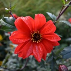 Bishop's Children Dahlia Seeds: Striking Red Blooms with Dark Foliage -Eden Brothers Shop dahlia bishops children shk 5