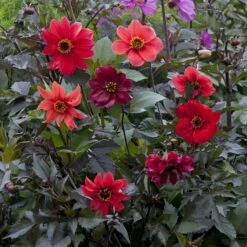 Bishop's Children Dahlia Seeds: Striking Red Blooms with Dark Foliage