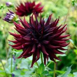 Dahlia Tubers (Semi-Cactus) - Black Narcissus